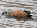 Red Shoveler